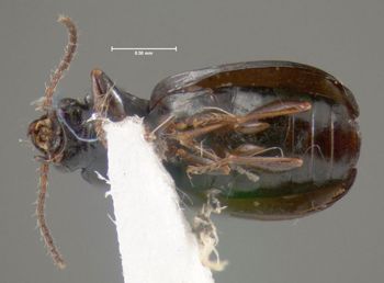 Media type: image;   Entomology 602260 Aspect: habitus ventral view